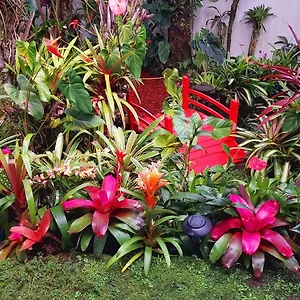 Paradise At Anthurium Hale Hilo